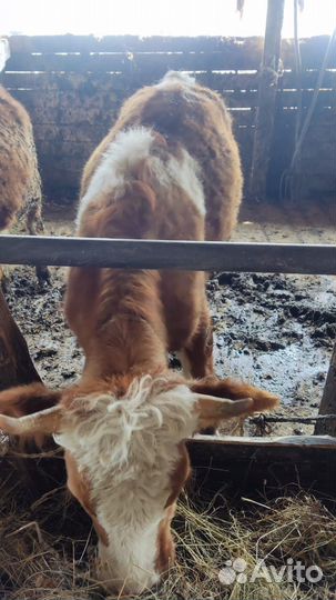 Быки и телки