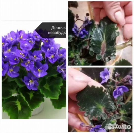 Фиалки сортовые детки и стартеры