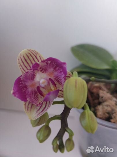 Орхидея фаленопсис бабочка