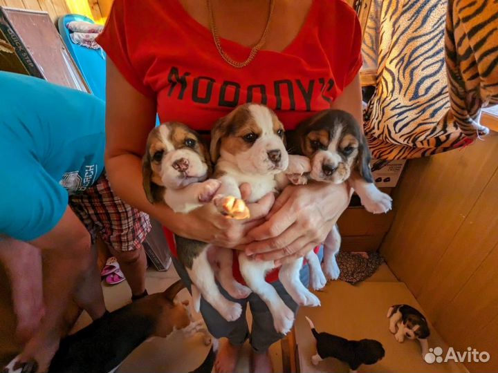 Щенки Бигль