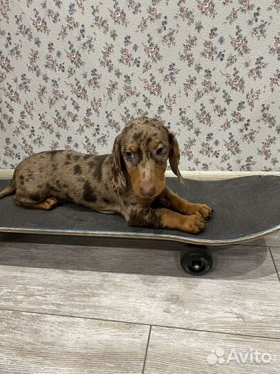 Такса мраморная миниатюрная