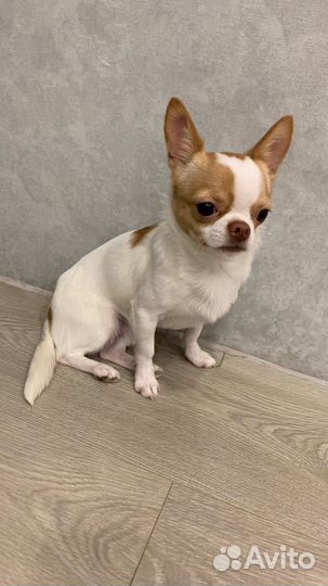 Вязка кобель Чихуахуа мини