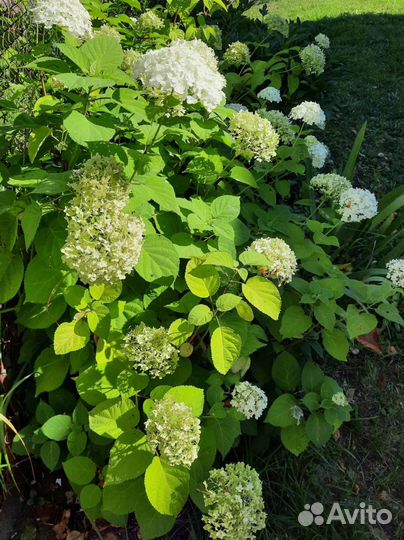 Гортензия, Сирень, Калина