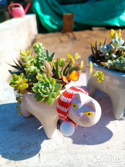 Флорариум, садик из суккулентов, цветы, подарок