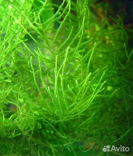 Мох аквариумный Стринг и Яванский