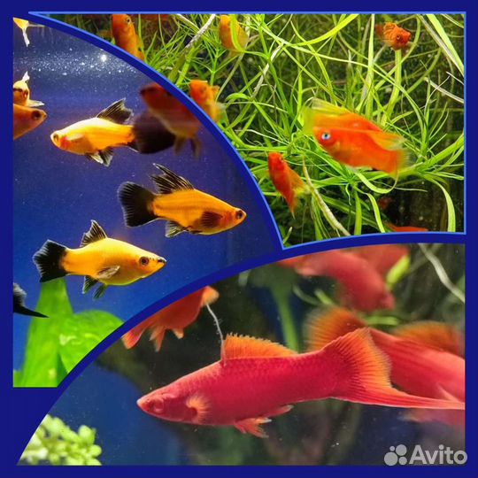 Аквариумные рыбки