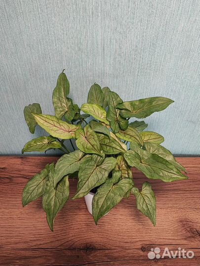 Сингониум орм мане