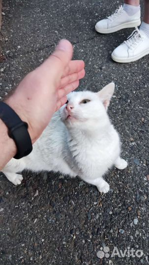 Белая кошечка