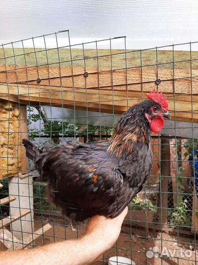 Молодые петухи