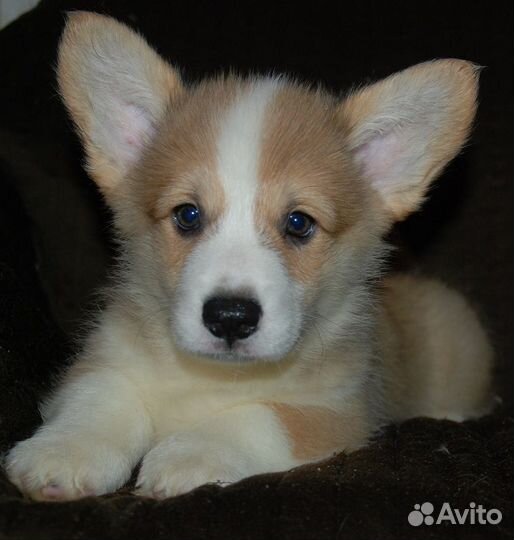 Щенки вельш-корги пемброк