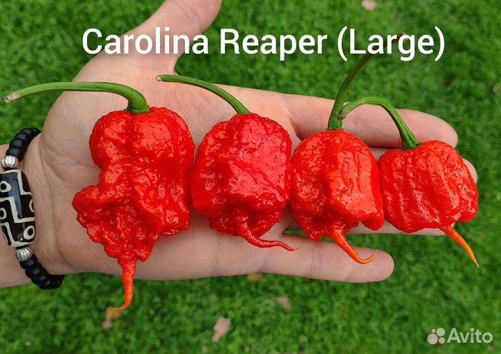 Семена острых перцев