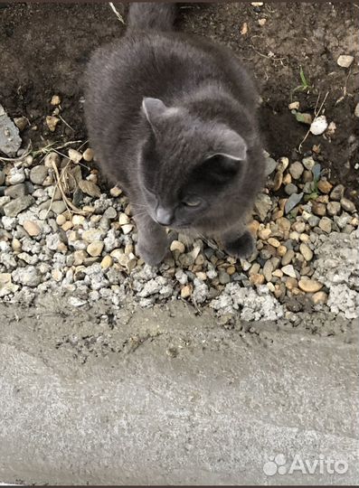 Тротуарная плитка Новый город осень