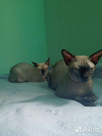 Канадский сфинкс