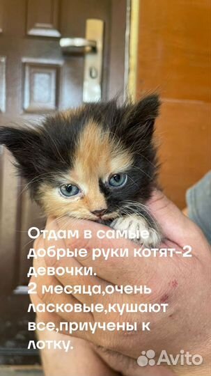 Котята в добрые руки бесплатно девочка