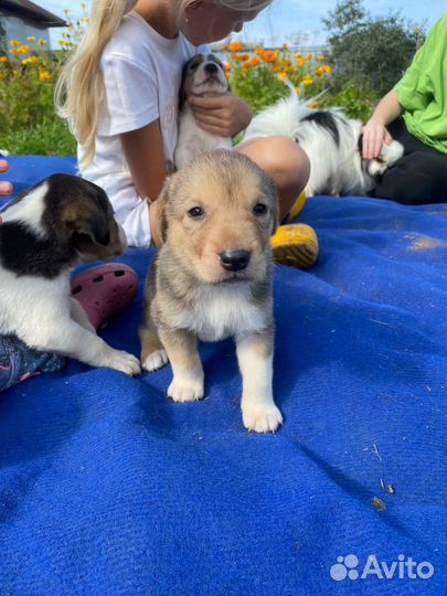 Щенки русской пегой гончей