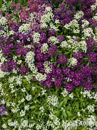 Рассада цинерария бегония для клумбы