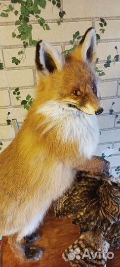 Чучело имитация лиса с трофеем совы