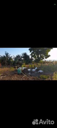 Продаются гуси