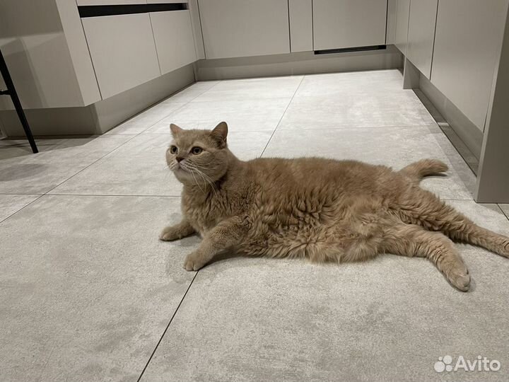 Кот Гарфилд британец