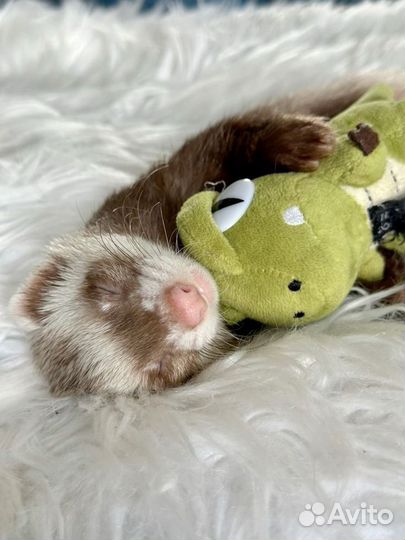 Передержка домашних животных