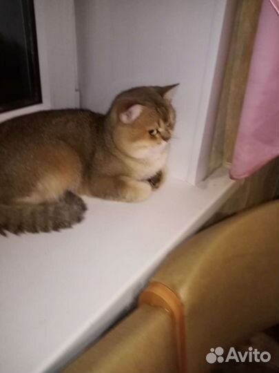 Британский кот на вязку