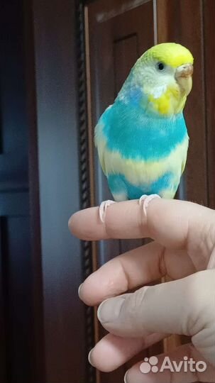 Волнистый попугай самка ручная