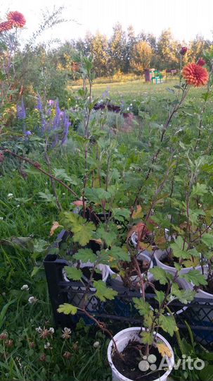 Хризантема оранжево-коричневая