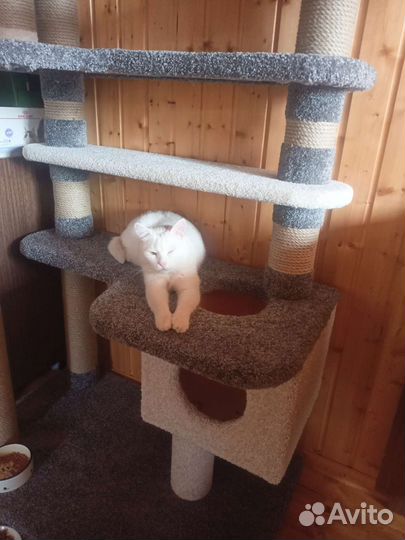 Когтеточки и домики для кошек