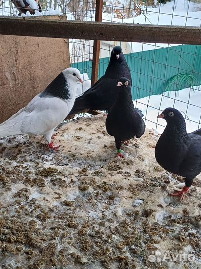 Голуби