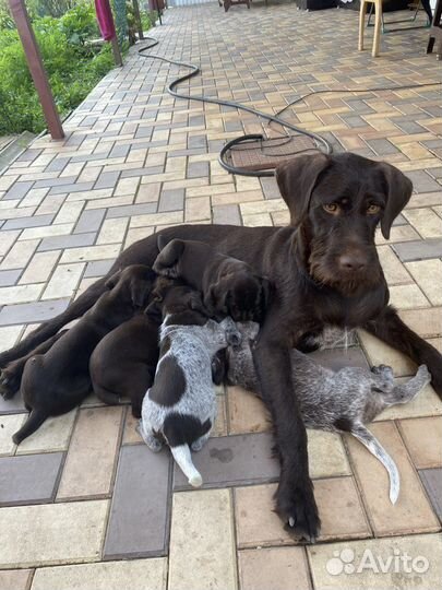 Продаю щенков Дратхаар