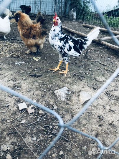 Петухи Брама изабель, Леггорн долматинец,Виандот