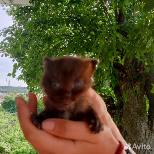 Четыре черненьких чумазеньких чертёнка