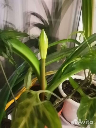 Гиппиаструм