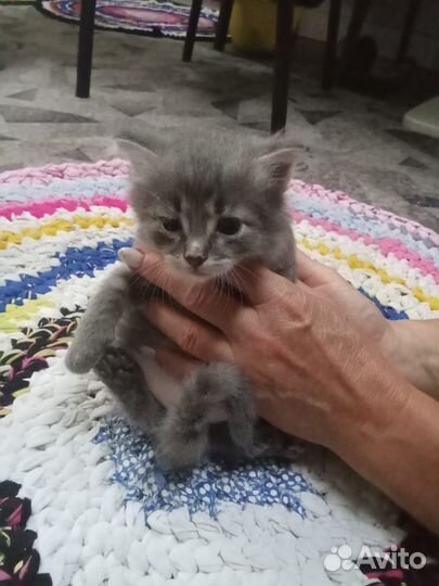 Котята в добрые руки 1 месяц