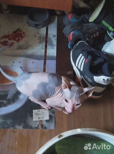 Продам кошку