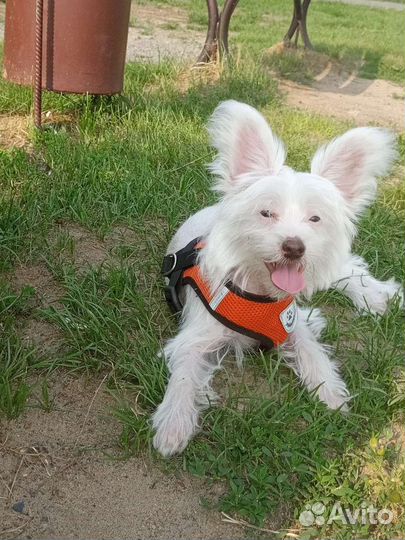 Щенок кхс девочка