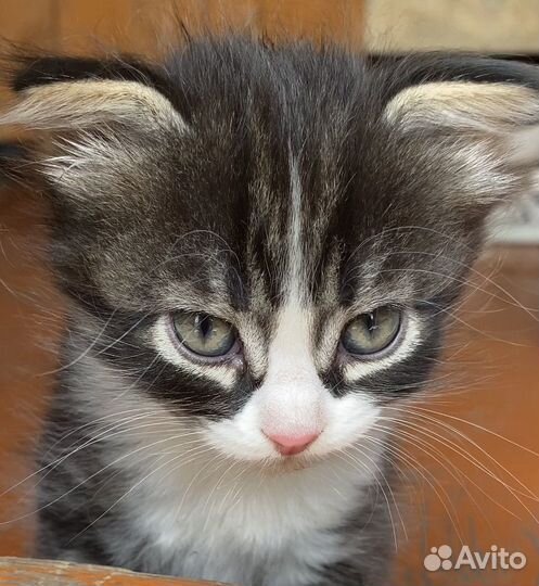 Шотландская вислоухая кошка (смесь) бесплатно