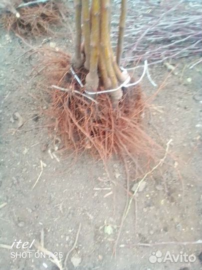 Саженцы яблони