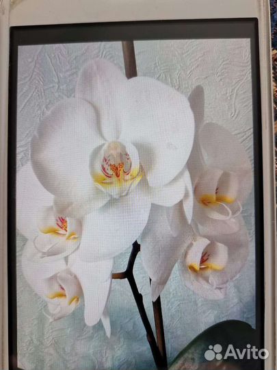 Орхидея