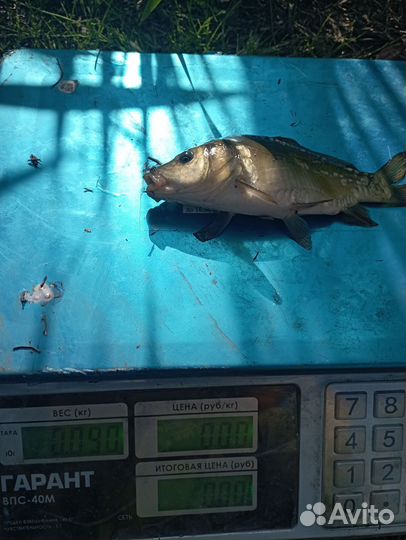 Малек карпа