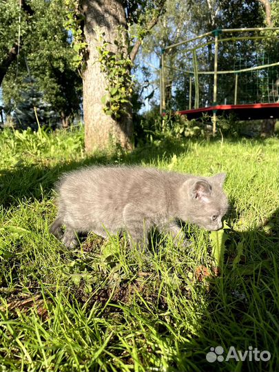 Отдам бесплатно котенка, девочка 2 месяца