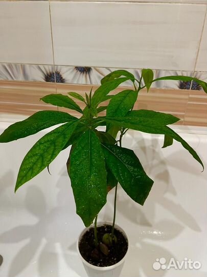 Комнатные растения: гибискус купера,авокадо и др