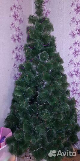 Елка пушистая