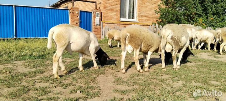 Овцы бараны дорпер