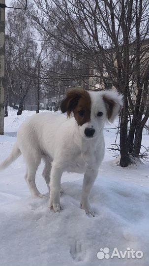 Щенок джек рассел