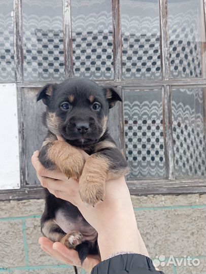 Щенки мальчики и девочки