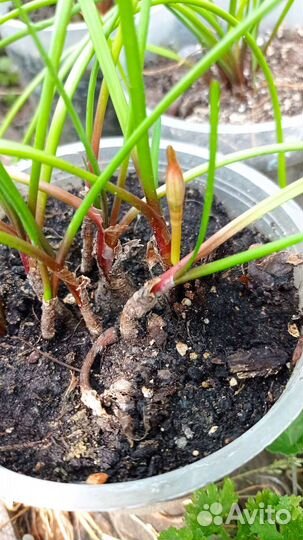 Зефирантес белыи (выскочка)ура цветут