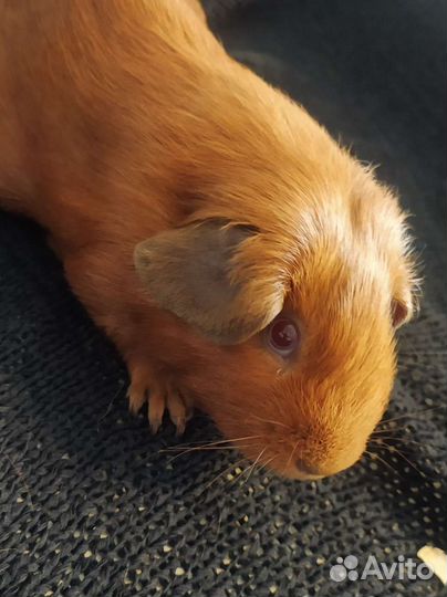 Морские свинки