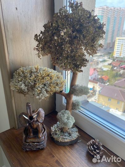 Живое дерево