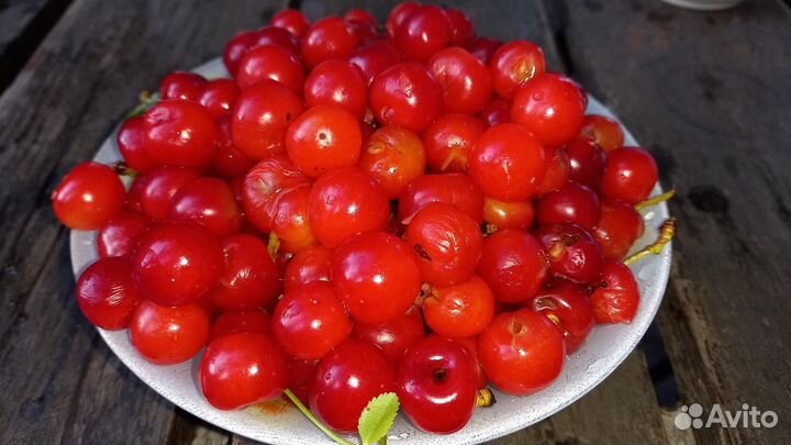 Плодовые и декоративные